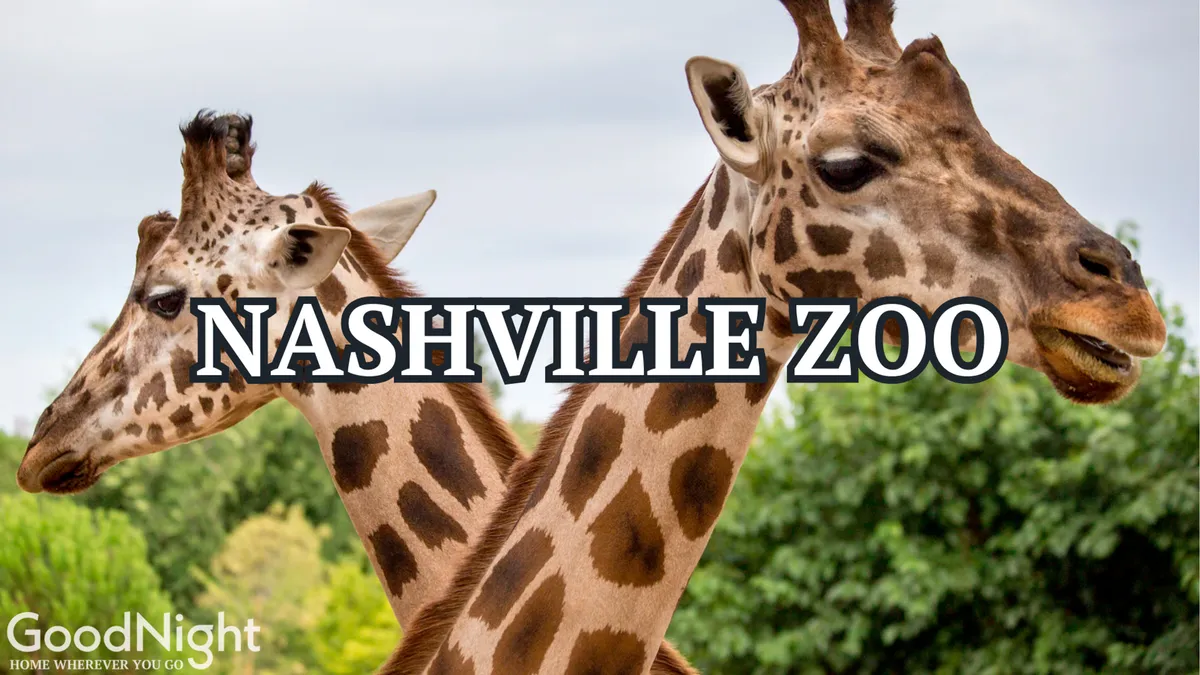 A lively exterior shot of giraffes roaming amidst lush greenery at the Nashville Zoo, with families and children enjoying close encounters with wildlife.